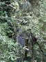 Ghillie Suit Jackal 3D camouflagesæt - Woodland